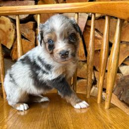 Jack - Blue merle male Australian Shepherd puppy in Hillsboro, Oregon from A&D Australian Shepherds