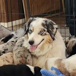 Miniature Australian Shepherds and Toy Australian Shepherds from Haugen's Minis
