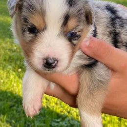 Australian Shepherds from Five Oaks Aussies