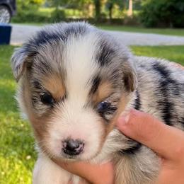 Australian Shepherds from Five Oaks Aussies