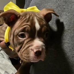 Honey - Brown female American Bully puppy in Tyler, Texas from Big Momma'z Monsta Bullies (BMMB)