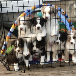 Miniature American Shepherd Puppies from All That Auss Mini Aussies