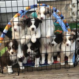 Miniature American Shepherd Puppies from All That Auss Mini Aussies