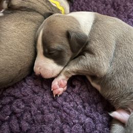 Whippet Puppies from Aiukli Whippets