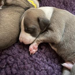 Whippet Puppies from Aiukli Whippets