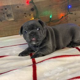 French Bulldog Puppies from 1011 French Bulldogs