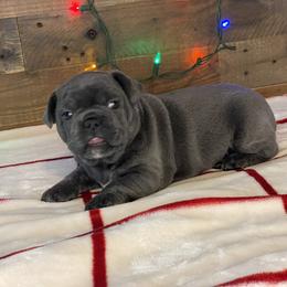 French Bulldog Puppies from 1011 French Bulldogs