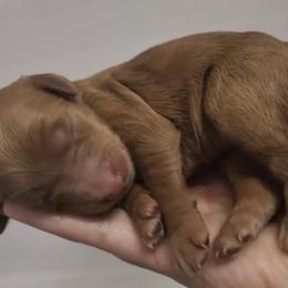 Goldendoodle Puppies from Rustic Road Doodles
