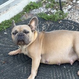 French Bulldog Puppies from Tip Top Bully House