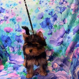 Yorkshire Terrier puppies from Shelby's Yorkshire Terriers
