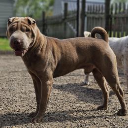 Beanz - Chinese Shar-Pei