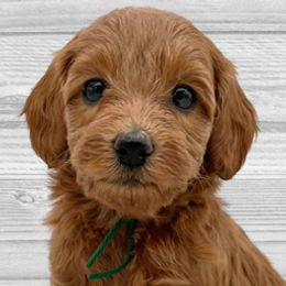 Holly (Green Collar) - Apricot Goldendoodle puppy in St. Joseph, Missouri from Majestic Rose Goldendoodles, LLC