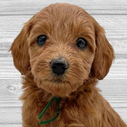 Holly (Green Collar) - Apricot Goldendoodle puppy in St. Joseph, Missouri from Majestic Rose Goldendoodles, LLC