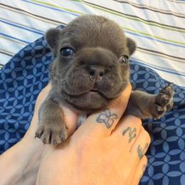 Girl 2 - Blue fawn female French Bulldog puppy in Spanaway, Washington from Frog Faced Frenchies