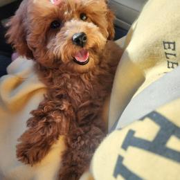 Ria - Poodle