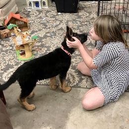 German Shepherd Puppies from Oregon German Shepherds