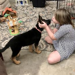 German Shepherd Puppies from Oregon German Shepherds