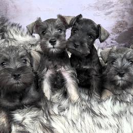 Miniature Schnauzer puppies from Halo Schnauzer