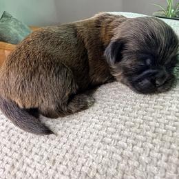 Daisy - Chocolate female Shih Tzu puppy in Groveland, Florida from Jenny's Shih Tzus