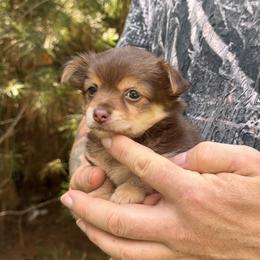 Cocoa Bean - Chocolate female Chihuahua puppy in East Camden, Arkansas from RoyAl
