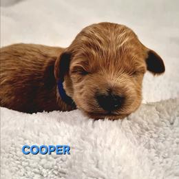 Cooper - Cream male Goldendoodle puppy in Hendersonville, Tennessee from Ben's Best Buddy Goldendoodles