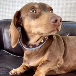 Duke - Dachshund