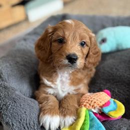 Keepsake - Red  female Goldendoodle puppy in Wharton, Texas from Little Fur Friends