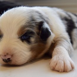 America - female Australian Shepherd puppy in Lyons, Georgia from Canyon South Aussies