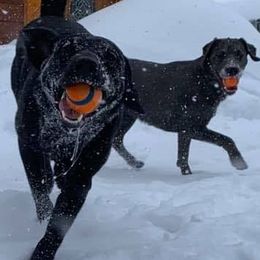 Dilute Retriever All Grown Up from Ak Fetchin Labs