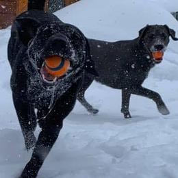 Dilute Retriever All Grown Up from Ak Fetchin Labs
