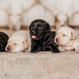 Labrador Retrievers from 3H Livestock & Labradors