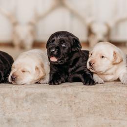 Labrador Retrievers from 3H Livestock & Labradors