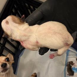 Lola - Fawn and white female Chihuahua puppy in Camden, New Jersey from Maldonado Pet Life Breeder LLC.