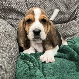 Basset Hounds from Backyard Basset’s