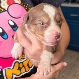 Sage - Red tri-color male Australian Shepherd puppy in Hemet, California from Perfect Companion Aussie's