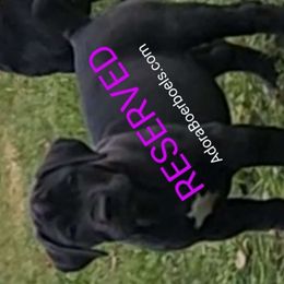 AdoraBoerboels Lil Miss Tuffet (Tuffy) - Black Boerboel puppy in Machesney Park, Illinois from Adoraboerboels