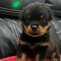 Green collar, Titan - Black and tan male Rottweiler puppy in San Antonio, Texas from HAUS OF RZA