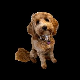 Sophie - Goldendoodle