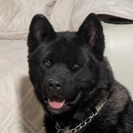 Akita from Akita Kai Magic