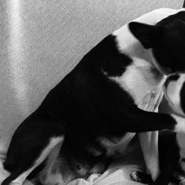 Boston Terriers from Lighthouse Bostons