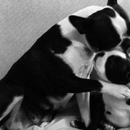 Boston Terriers from Lighthouse Bostons