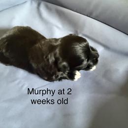Murphy - Black male Havanese puppy in Hudson, New York from Havanese of Claverack and Hudson Valley Labradors