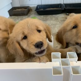 Golden Retriever Puppies from Lake Champlain Goldens