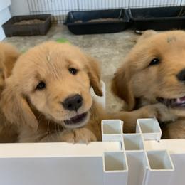 Golden Retriever Puppies from Lake Champlain Goldens