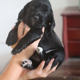 Mia - Black female English Cocker Spaniel puppy in New Mexico from HighBrassGunDogs