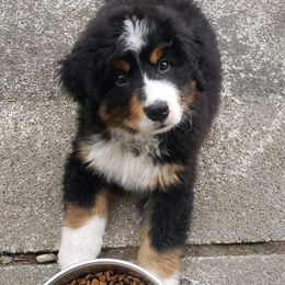 Bernese Mountain Dog Puppies from Nugents Bernese Mountain Dogs