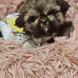 Mocha Bean - Chocolate and tan female Shih Tzu puppy in Kings Mountain, North Carolina from NC Shih Tzus by Tammy
