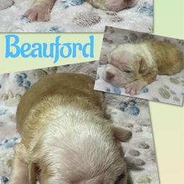 Beauford - Seal brindle and white male Boston Terrier puppy in Brazos Point, Texas from TX Southern Belle Bostons
