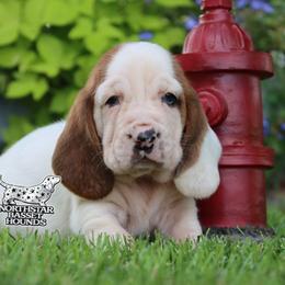 Scuba - Mahogany and white male Basset Hound puppy in Pollock, Missouri from Northstar