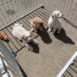 Aussiedoodle Puppies from Creek Bend Farm